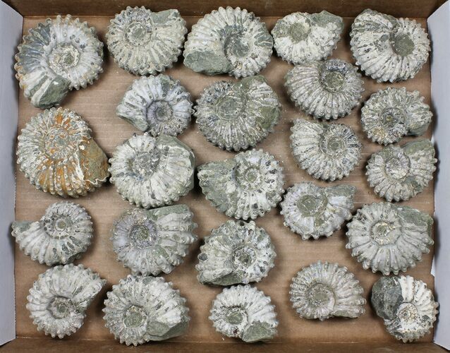 Lot: Kg Bumpy Ammonite (Douvilleiceras) Fossils - pieces #103219